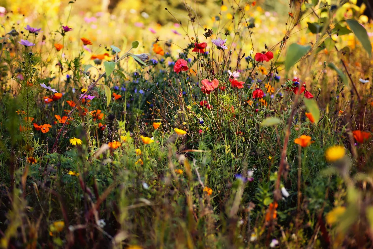 Artenvielfalt – bunte Blühwiese